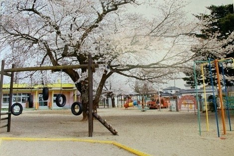 東日本大震災以前の大野幼稚園。園庭の真ん中でサクラが咲き誇っている=福島県大熊町立大野幼稚園提供