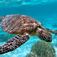 自然保護の象徴」ウミガメ大量殺傷の複雑な背景と、ある解決法 [写真