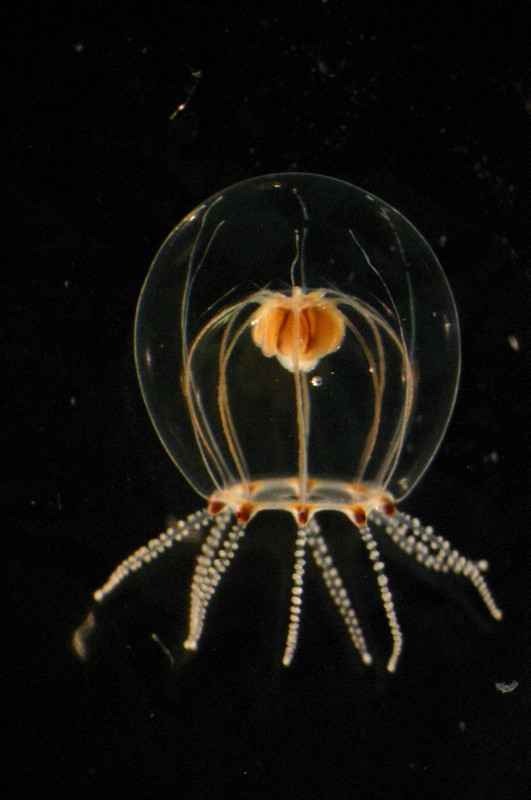 Jellyfish caught in 2005 by Japan zookeeper found to be new