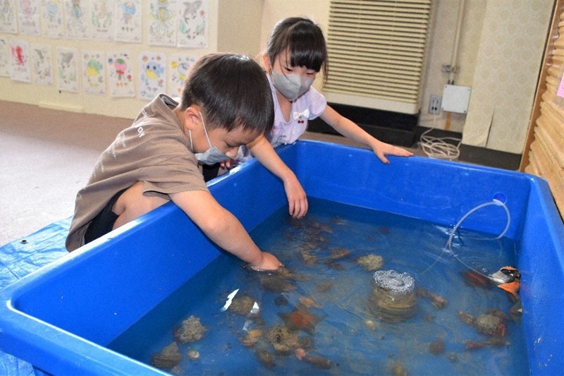 カメラ探訪 福井 くにみクラゲ公民館 ふわふわ 見て触れて 北陸 毎日新聞 カメラ探訪 福井 くにみクラゲ公民館 ふわふわ 見て触れて 北陸 毎日新聞