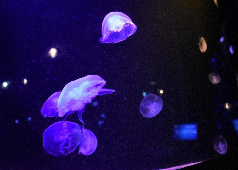 わあ きれい ふわふわ 見て触れて 福井 くにみクラゲ公民館 毎日新聞
