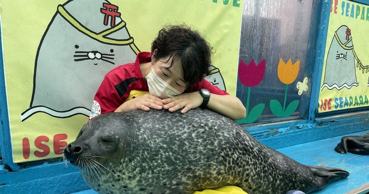 【激安】大原女名古屋帯　胡麻アザラシ　343 楽天市場】【LINE友達登録300円クーポン】 正絹 西陣織 九寸名古屋帯