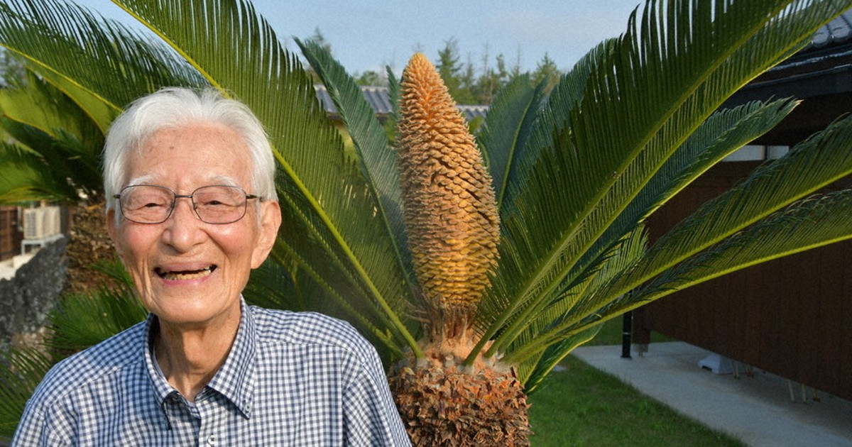 10年に一度、ソテツ開花 撮影の94歳男性「丹後の奇跡」 | 毎日新聞