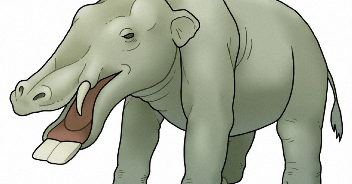 【★希少】プラティベロドンの歯の化石　象の祖先 ゆり先生の化石研究室：／14 シャベルのような広い下顎 ゾウの仲間