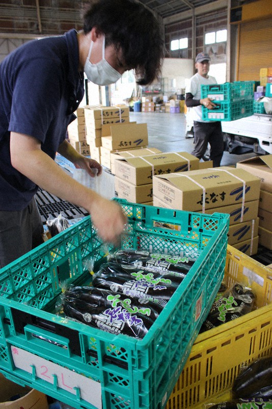 出荷される「ふわとろ長なす」=和歌山県岩出市で、JA和歌山県中央会提供