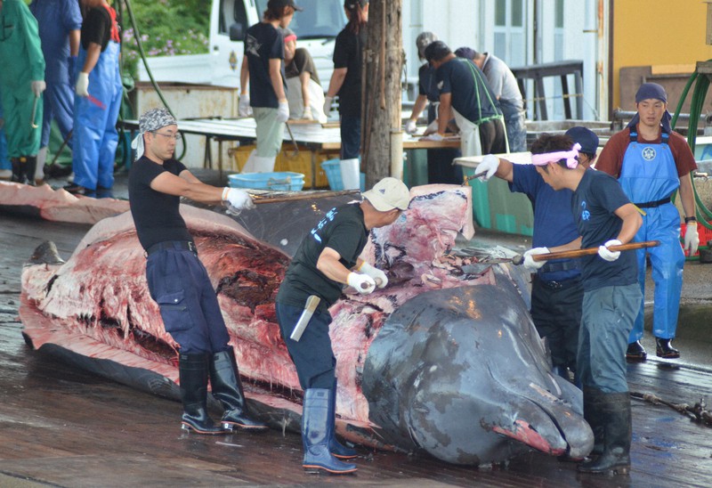 ツチクジラ、22年初水揚げ 海中でじっくり18時間「熟成肉」に | 毎日新聞