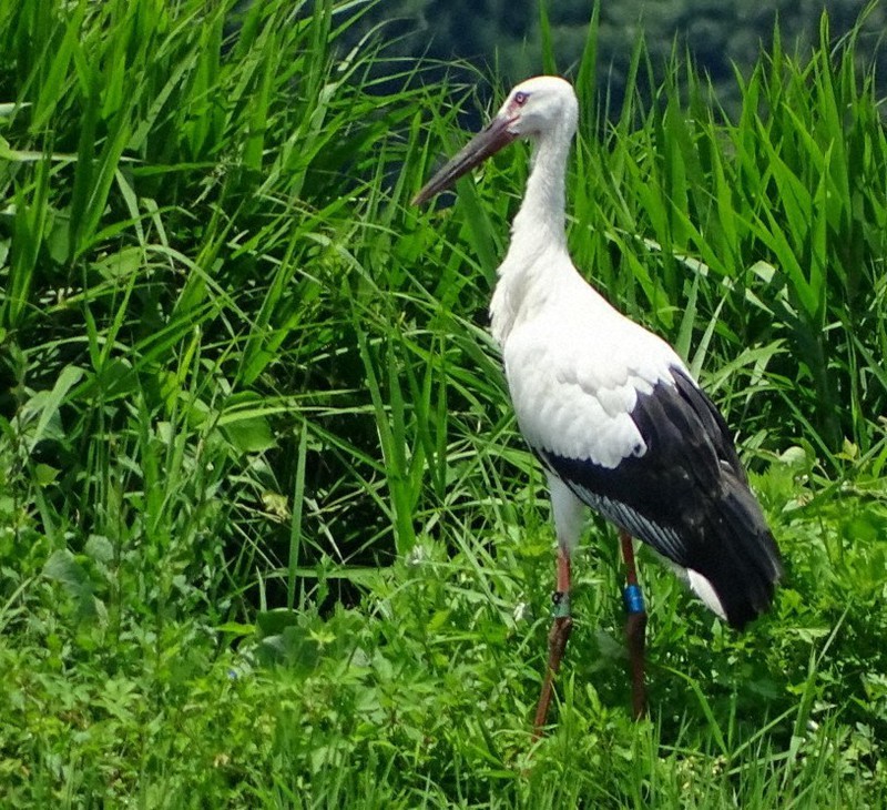 巣立ったコウノトリ 名前は よつば 幸せ運ぶよ 朝来 東河小生が命名 兵庫 毎日新聞