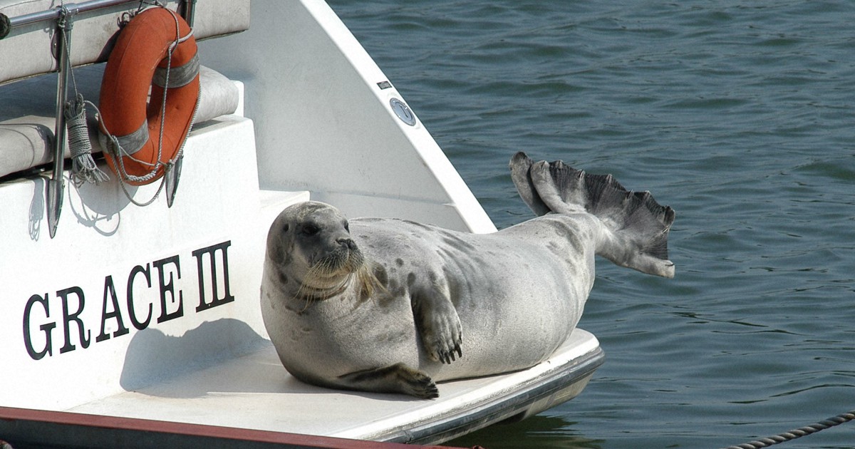 あれから20年、タマちゃんにもう一度 見守る会2代目会長の夢 | 毎日新聞