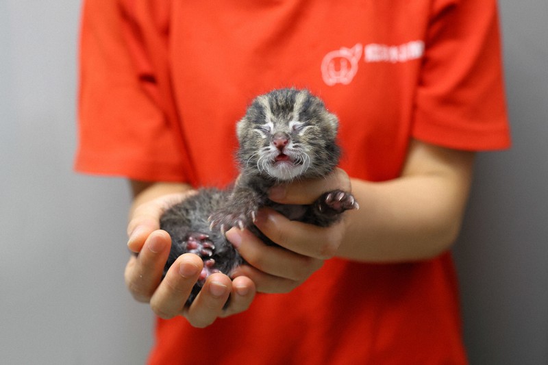 スナドリネコ 今年3匹目の赤ちゃん 鳥羽水族館ベビーラッシュ 毎日新聞