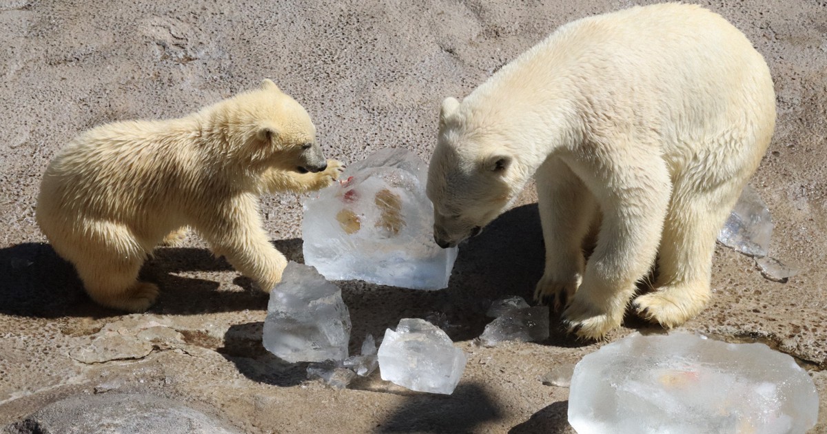ホッキョクグマに冷たい氷のプレゼント 涼しく戯れ 旭山動物園 | 毎日新聞