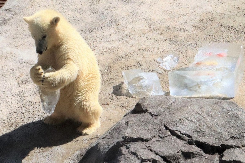 プレゼントされた氷と遊ぶホッキョクグマの赤ちゃん「ゆめ」=北海道旭川市で2022年8月5日、土屋信明撮影