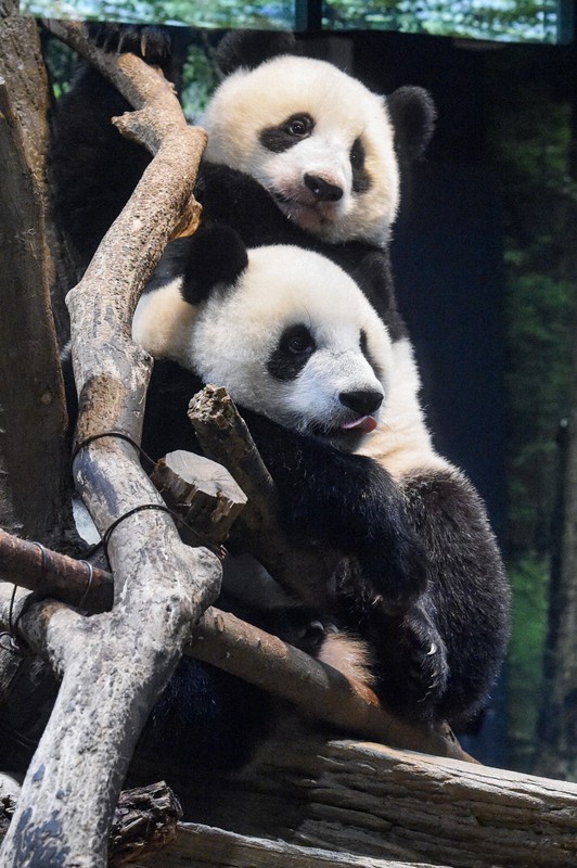 プレイマット グランプリ上海 パンダ MTG GP上海2014 プレイマット