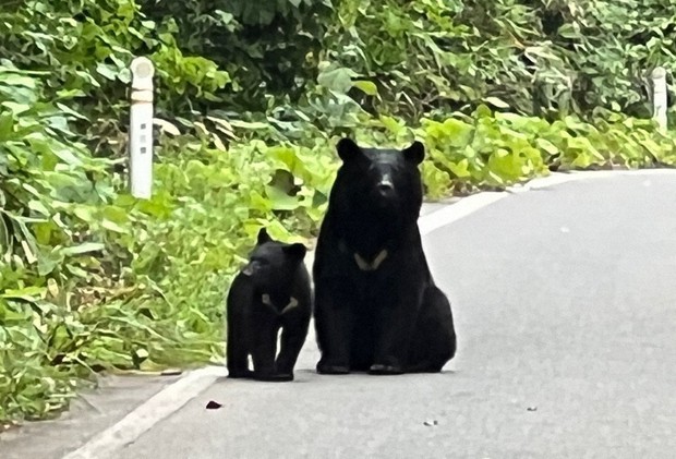 Akita sales attacking bear