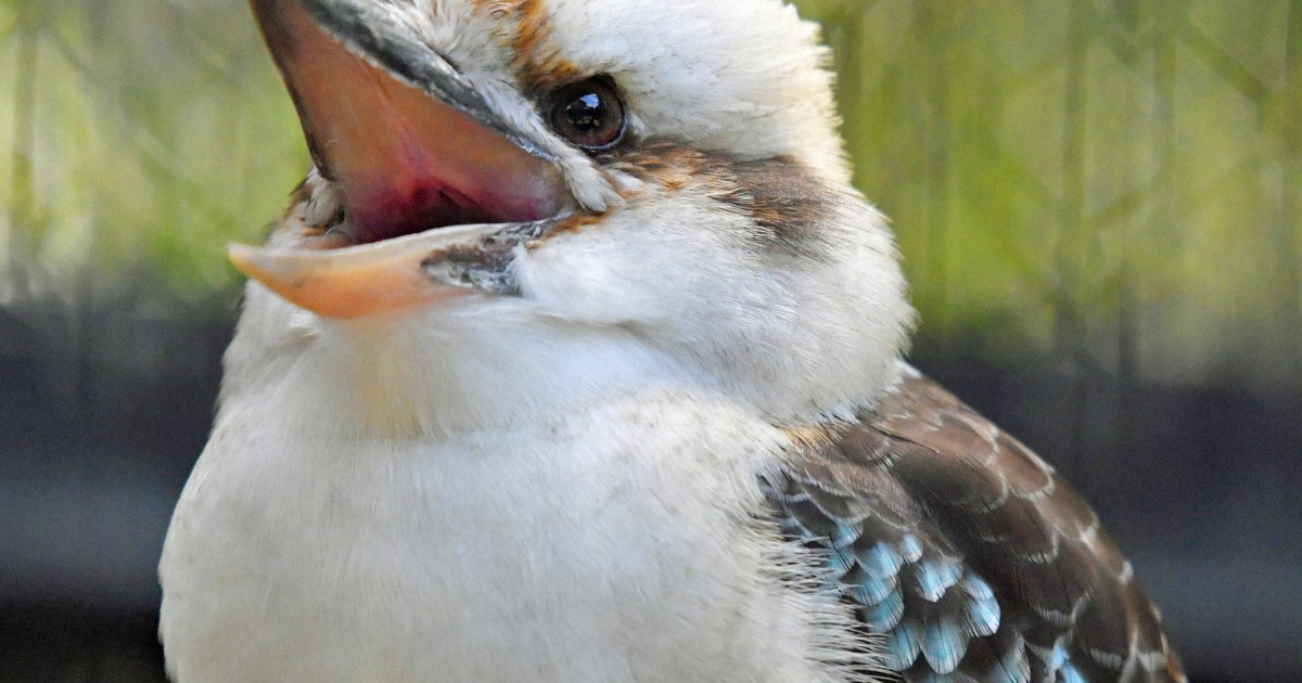 どうぶつ園の仲間たち：ワライカワセミ 翼に映えるコバルトブルー 捕食