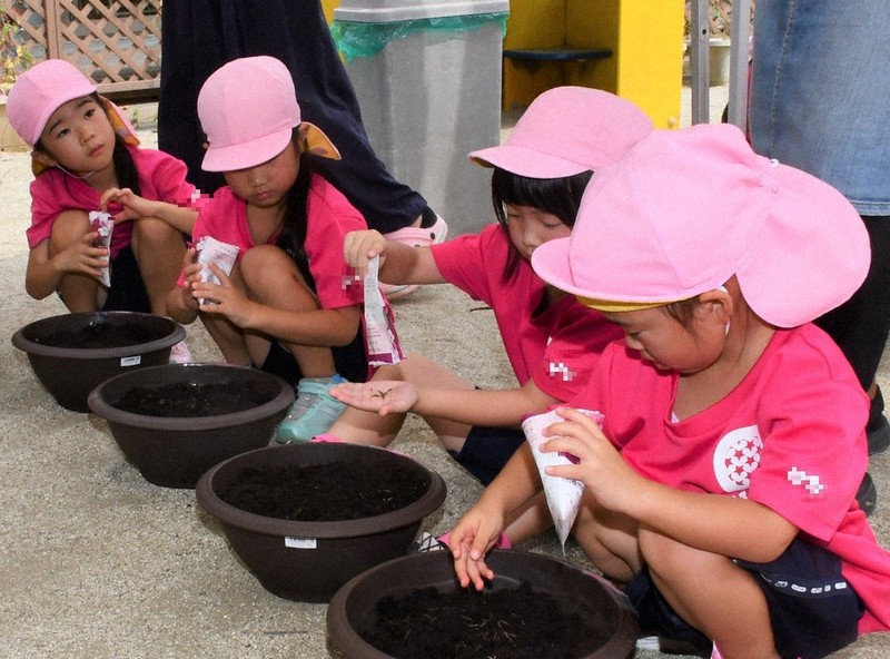 コスモス みんなで種まき 福岡 毎日新聞