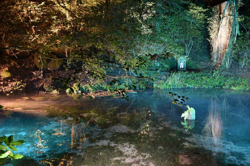 神秘的な湧き水と囲む巨木をライトアップ 熊本・産山の池山水源 | 毎日新聞