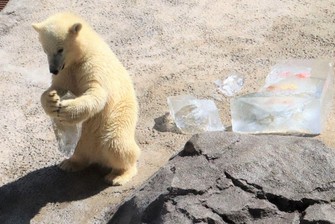 Polar bears, other animals, feast on icy treats at Hokkaido zoo