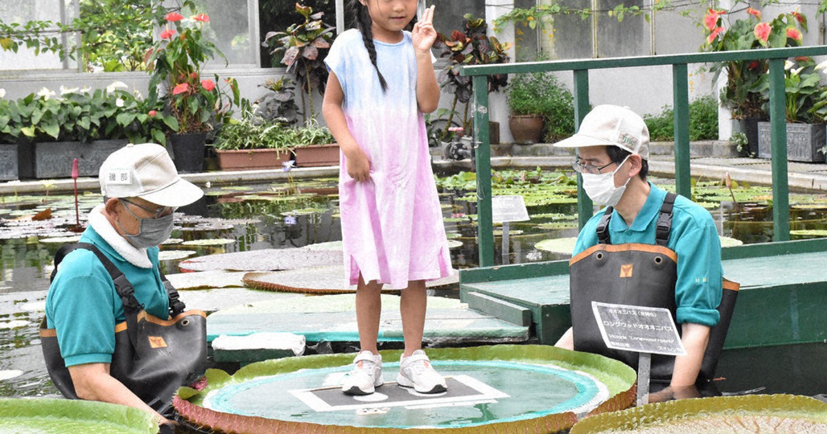 オオオニバス 子ども試乗会 植物公園で体験 広島 広島 毎日新聞