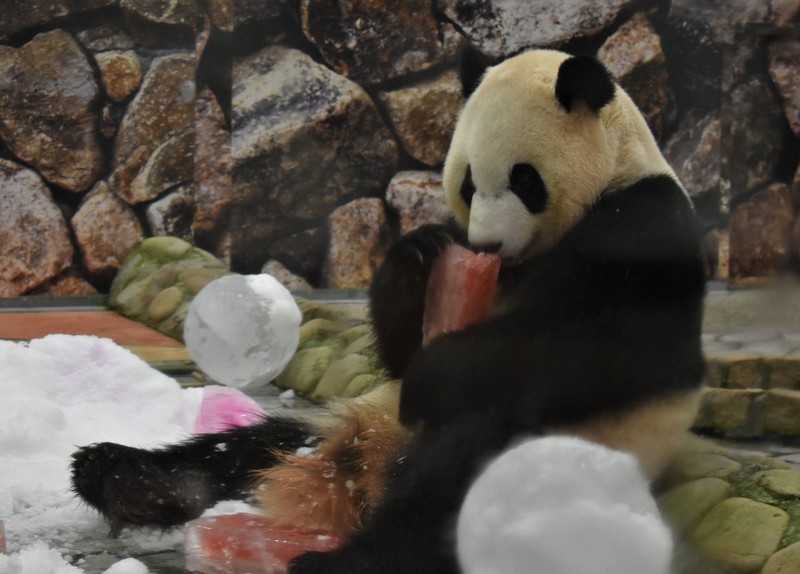 パンダ彩浜4歳に 大きく育って 氷の贈り物に大喜び 和歌山 毎日新聞