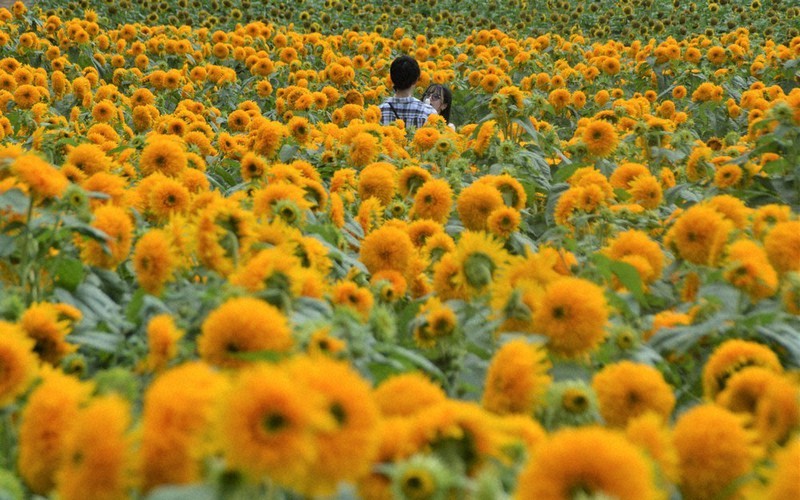 夏色の笑顔 21日まで ひまわりまつり 世羅 広島 毎日新聞