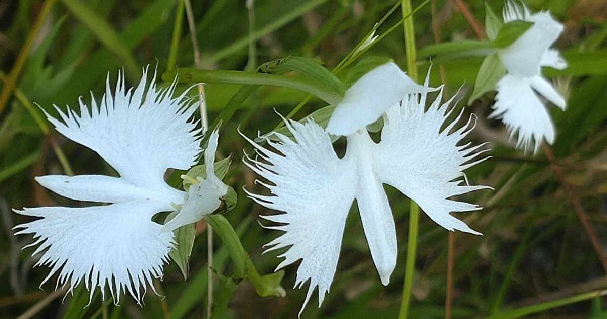 まるで翼を広げた鳥 サギソウの花が開花中 広島 せら夢公園 毎日新聞 まるで翼を広げた鳥 サギソウの花が開花中 広島 せら夢公園 毎日新聞