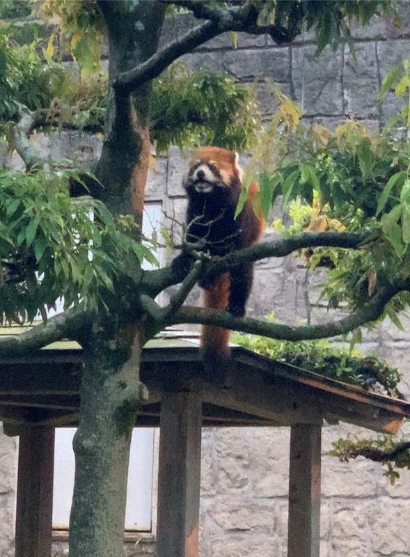 活動的なキリンにクロサイ 納涼ナイトサファリが盛況 広島 毎日新聞 活動的なキリンにクロサイ 納涼ナイトサファリが盛況 広島 毎日新聞