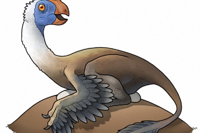 ゆり先生の化石研究室：／14 シャベルのような広い下顎 ゾウの仲間