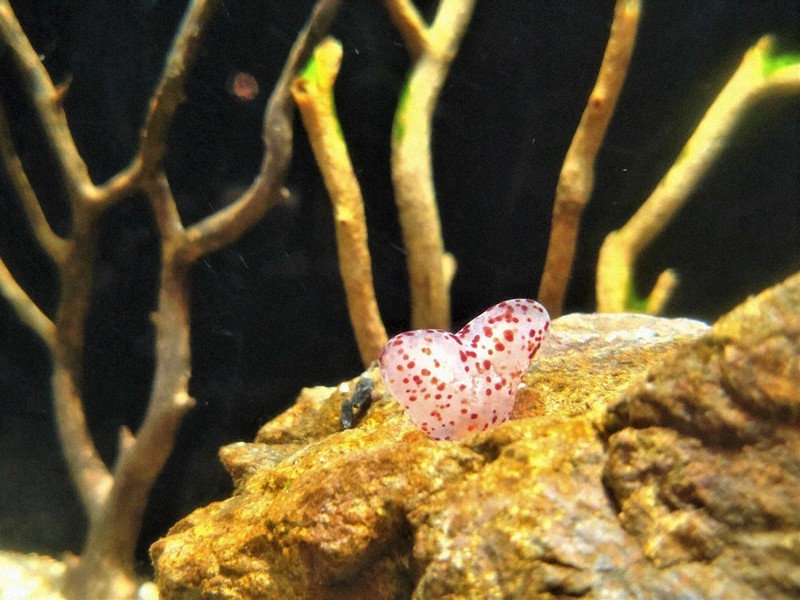 ゆらゆらかれんに、新種「乙姫さま」遊泳中 新江ノ島水族館