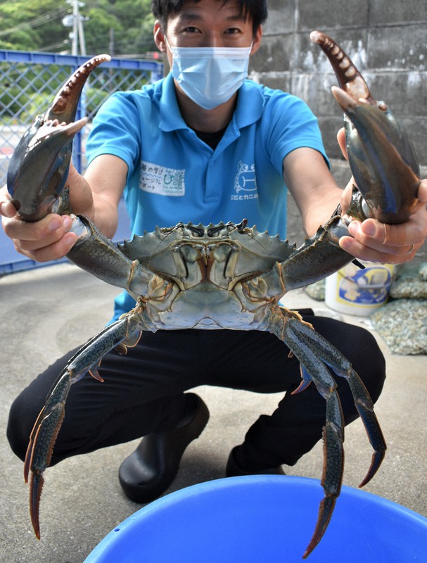 国内最大級、体重2.75キロの巨大ガニ 和歌山の水族館に仲間入り [写真