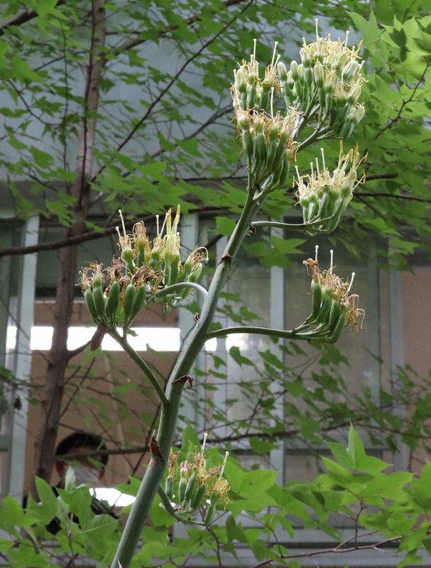 貴重な黄色い花 年ぶりに開花 奈良教育大 奈良 毎日新聞