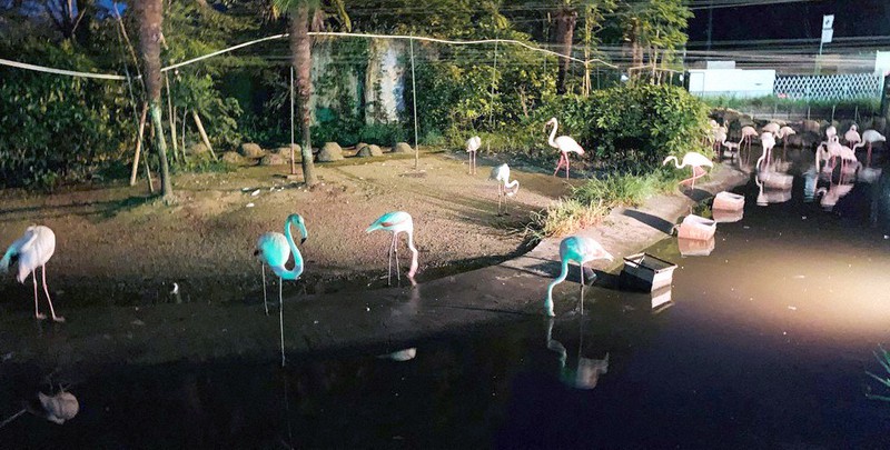 人気の 納涼ナイトサファリ 暑気忘れ 動物も活発 広島 安佐動物公園 広島 毎日新聞 人気の 納涼ナイトサファリ 暑気忘れ 動物も活発 広島 安佐動物公園 広島 毎日新聞