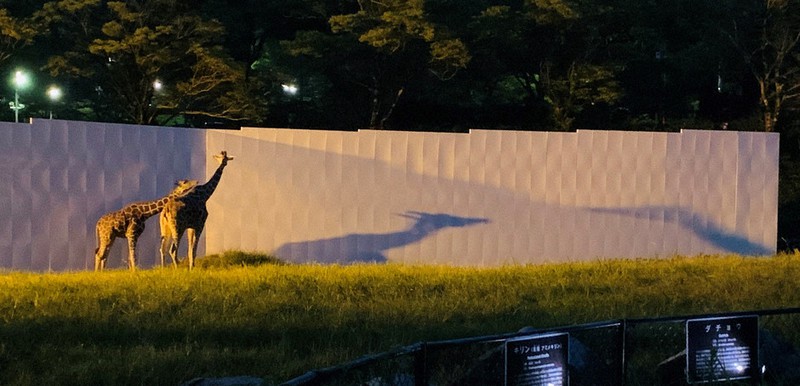 人気の 納涼ナイトサファリ 暑気忘れ 動物も活発 広島 安佐動物公園 広島 毎日新聞 人気の 納涼ナイトサファリ 暑気忘れ 動物も活発 広島 安佐動物公園 広島 毎日新聞