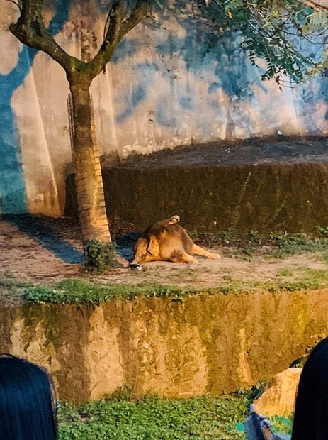 人気の 納涼ナイトサファリ 暑気忘れ 動物も活発 広島 安佐動物公園 広島 毎日新聞 人気の 納涼ナイトサファリ 暑気忘れ 動物も活発 広島 安佐動物公園 広島 毎日新聞