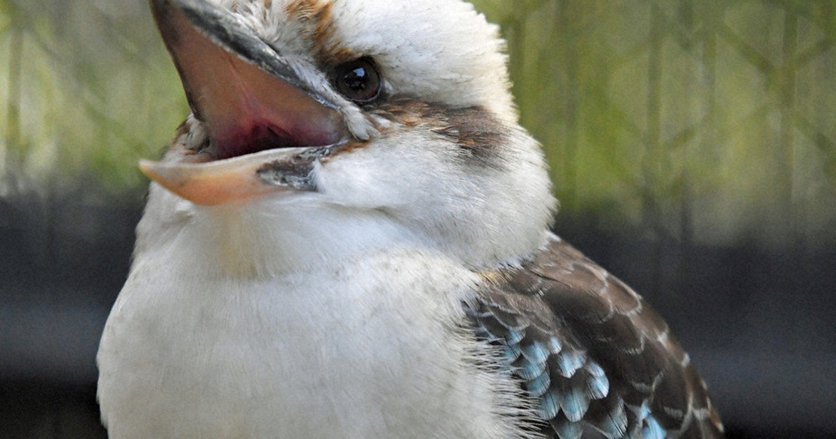 古伊万里　カワセミ 古伊万里 カワセミ 奈良「万葉集に詠まれた鳥」かわせみ / 鳥 フィギュア