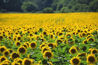 満開のヒマワリ畑＝ウクライナ中部で