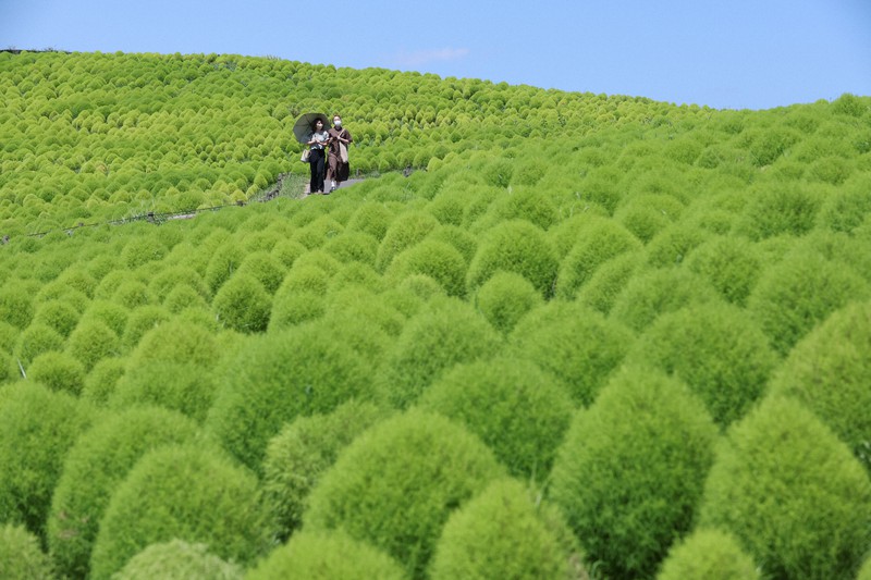 風にふわり揺れる緑の もふもふ 国営ひたち海浜公園のコキア 毎日新聞