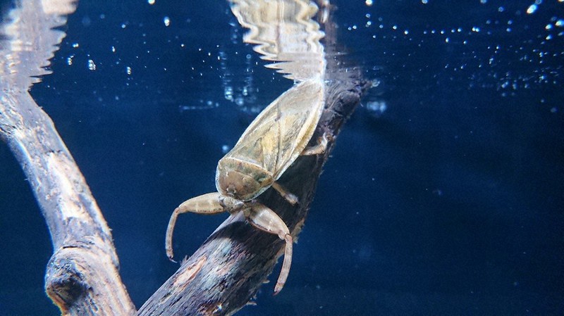 タガメ、ゲンゴロウ、ヤゴがいる 海洋館で「水生昆虫展」 ／島根