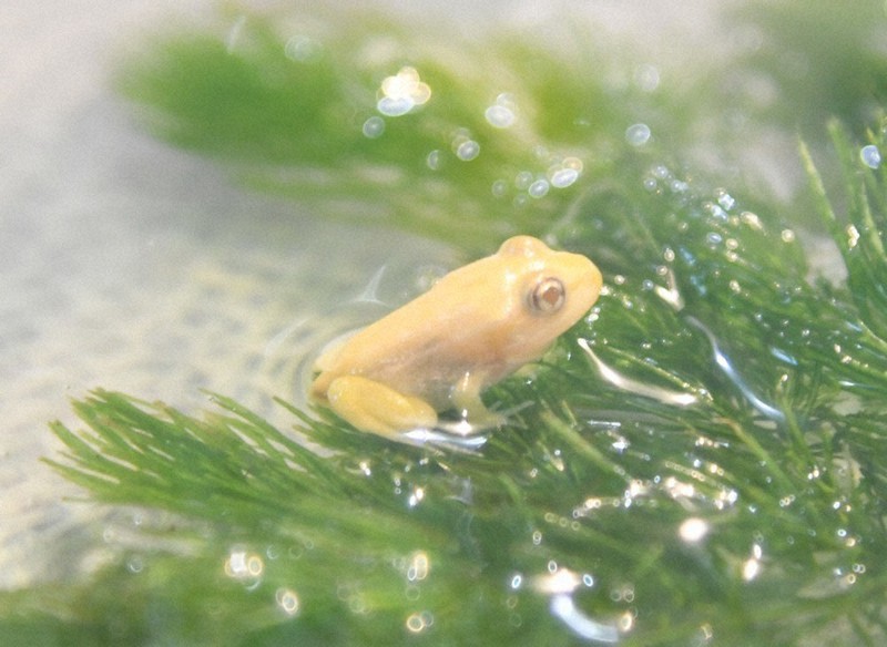 白い生き物 縁起物 カエル ドジョウなど展示 島根 出雲の水族館 島根 毎日新聞