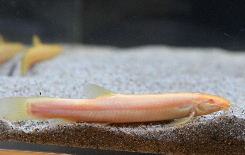 白い生き物 縁起物 カエル ドジョウなど展示 島根 出雲の水族館 島根 毎日新聞