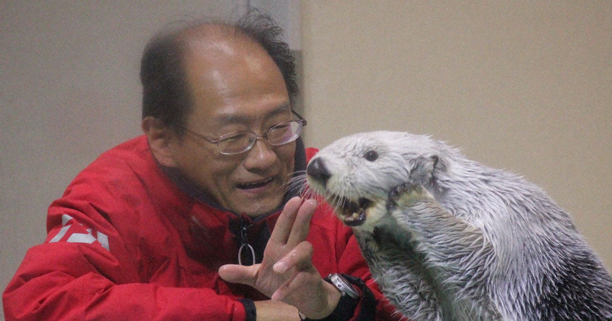 ラッコ ニュース知りたいんジャー：飼育ラッコ、国内3頭に | 毎日新聞