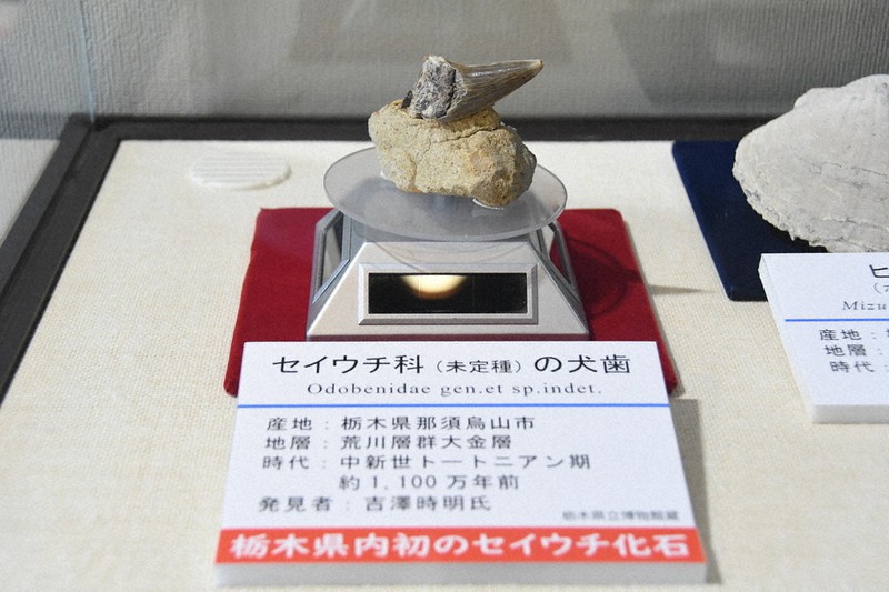 1100万年前のセイウチ類の犬歯と判明 19年に栃木で発見の化石 | 毎日新聞