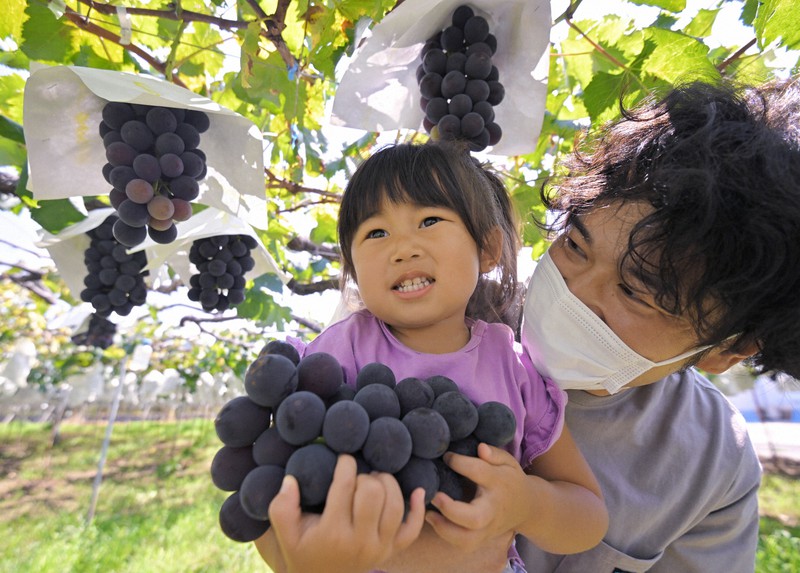 丹精こめた 味わってほしいな 山梨ブドウ狩りシーズン 毎日新聞