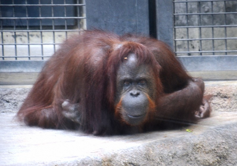 国内最高齢のオランウータン、養母になる 50歳差の愛、注ぐ余生 | 毎日新聞