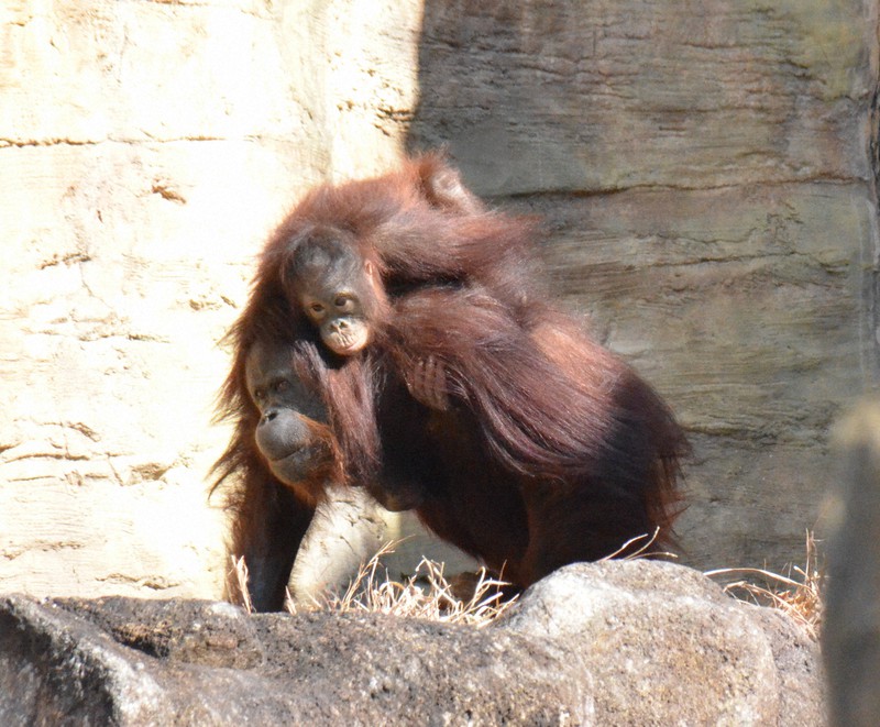国内最高齢のオランウータン、養母になる 50歳差の愛、注ぐ余生 [写真
