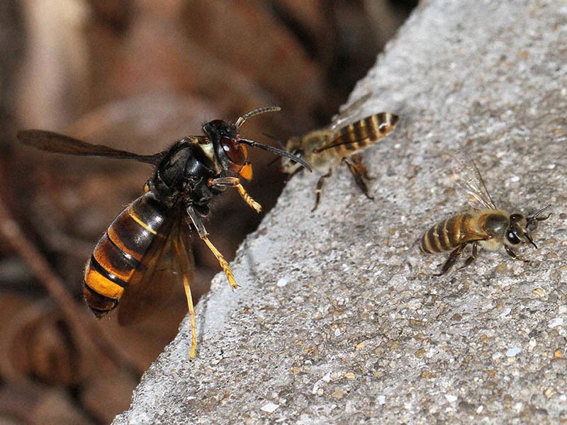外来ツマアカスズメバチ、福岡で大量70匹 駆除「秋までが勝負」 | 毎日新聞