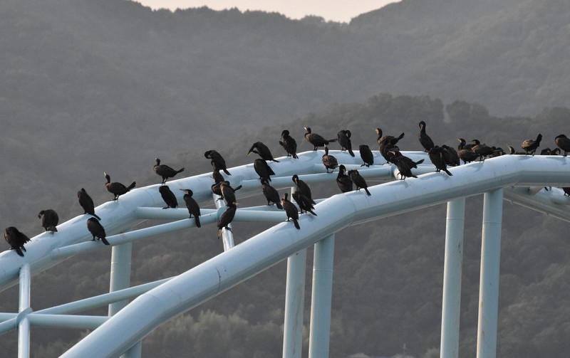 カワウが集まる六十谷水管橋=和歌山市で2022年7月25日午後6時5分、山口智撮影
