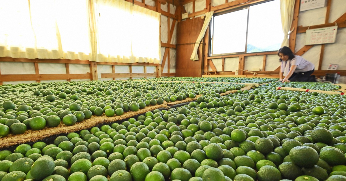 おいしさ保つ秘密は陰干し…出荷待つスダチずらり 徳島で最盛期 | 毎日新聞