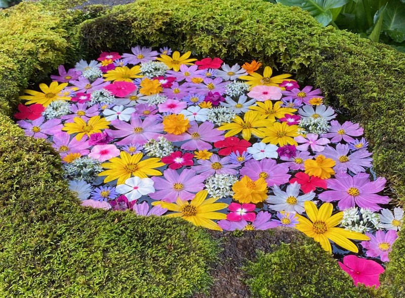 Colorful floating flowers greet visitors to west Japan temple The