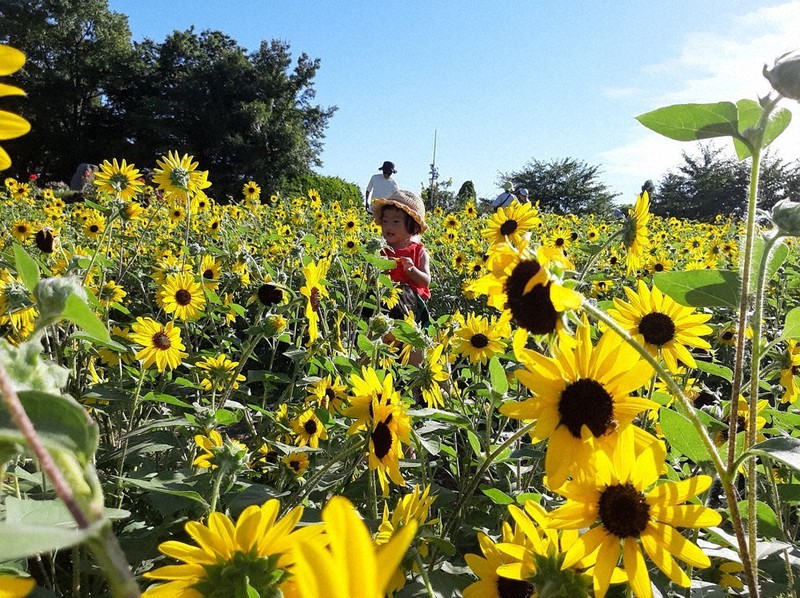 ぐるっと東日本 旅する みつける 千葉県船橋市 アンデルセン公園 遊びたっぷりエリア五つ 東京 毎日新聞