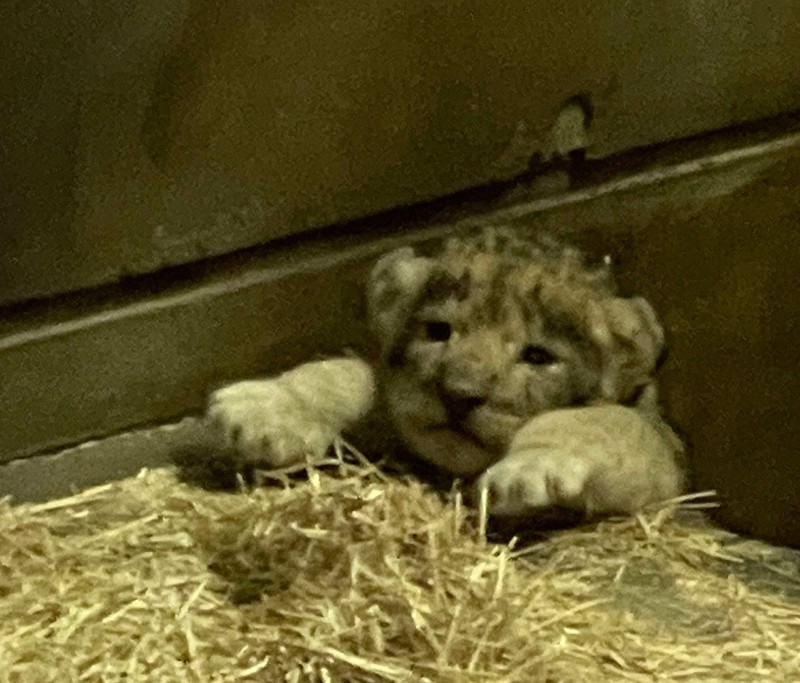 ライオンの赤ちゃん3頭誕生 とくしま動物園、名付け方法検討へ | 毎日新聞